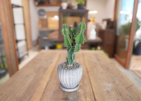 オオマトイ 　Euphorbia triangularis