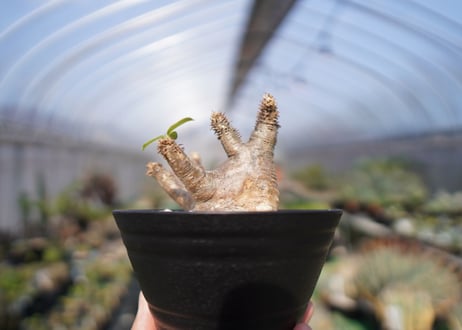 パキポディウム マカイエンセ　Pachypodium makayense　No.2