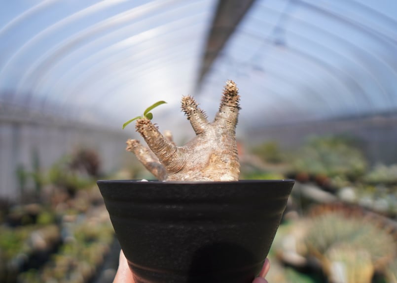 パキポディウム マカイエンセ Pachypodium makayense No.2 | man