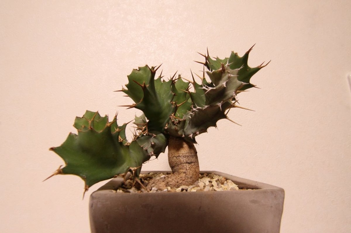 ユーフォルビア トルチラマ Euphorbia tortirama no.2 | mana's