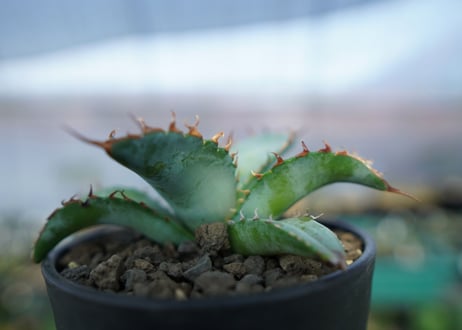 アガベ　チタノタ　ブルー　agave titanota Blue　No.1