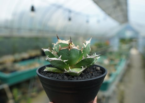 アガベ　チタノタ　鬼爪雪峰  Agave titanota “Onitsume Yukimine No.1