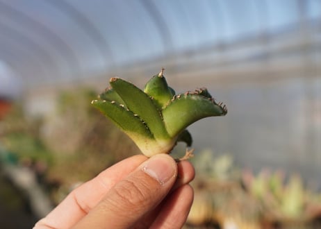 agave titanota ソーラーエクリプス　 NO.4