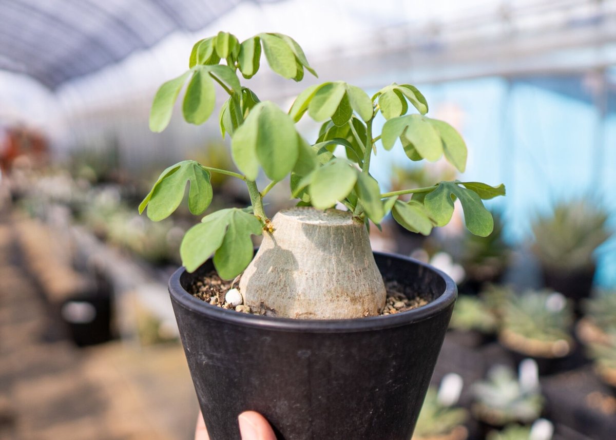 最終値下げ　アデニアグラウカ アデニア グラウカ | hanayoshi-botanical