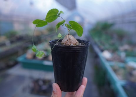 亀甲竜　Dioscorea elephantipes　No.9