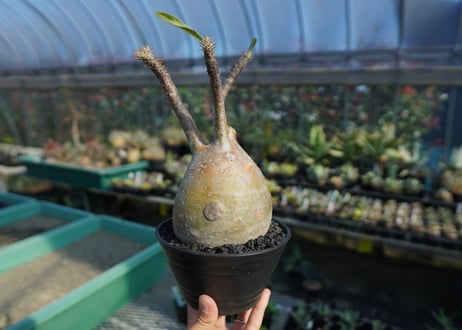 パキポディウム　グラキリス　 Pachypodium Gracilius  No.5