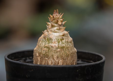 パキポディウム ウィンゾリー 沖縄実生