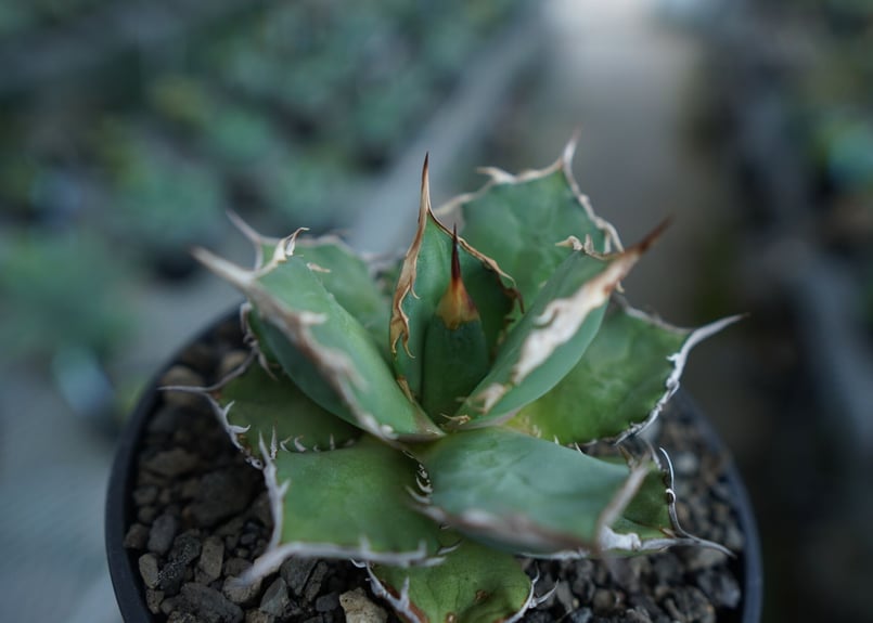 24個アガベチタノタFO-076‼️400*24 特選アガベチタノタ『FO-076