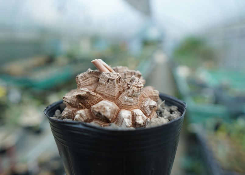 長谷川園芸産】亀甲竜 Dioscorea elephantipes No.6 | mana'