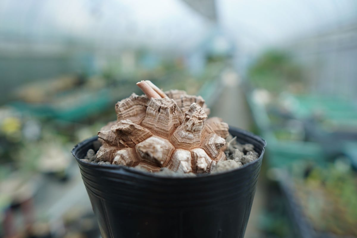 長谷川亀甲竜　6寸鉢 長谷川亀甲竜 6寸鉢 長谷川亀甲竜 6寸鉢