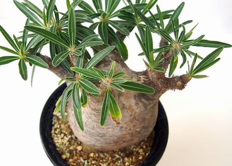 パキポディウム  グラキリス Pachypodium Gracilius　№2