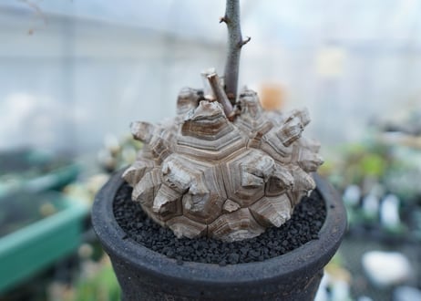 亀甲竜　Dioscorea Elephantipes