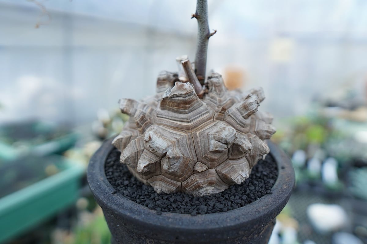 亀甲竜 Dioscorea Elephantipes | mana's farm:塊根植物・ア