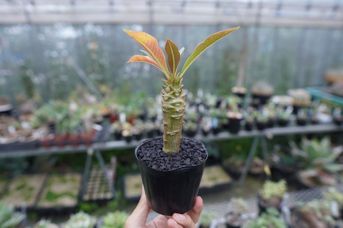 パキポディウム バロニー Pachypodium baronii パキポディウム バロニー Pachypodium baronii No.2 | mana's