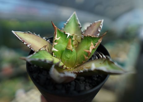 アガベ　チタノタ　レッドキャットウィーズル　Agave titanota Red catweezle　No.9