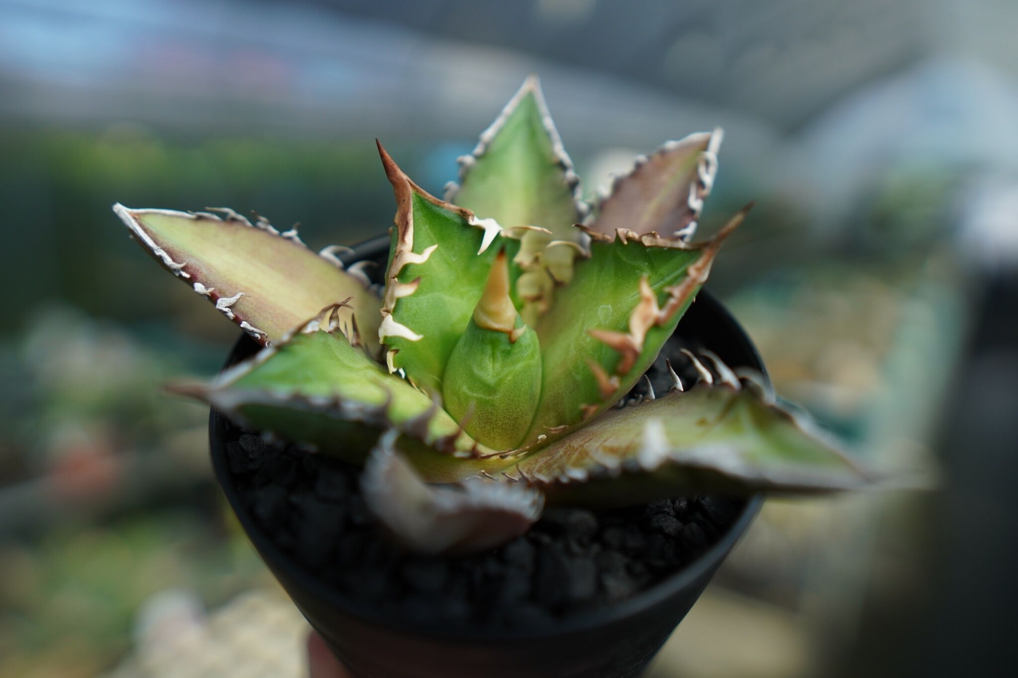 アガベ チタノタ レッドキャットウィーズル Agave titanota Red catwee