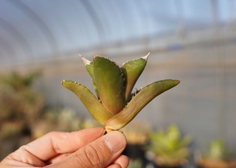 agave titanota white fire　白火焔　 NO.1