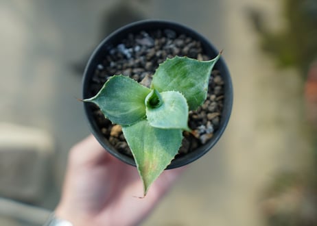 アガベ　雷神　散斑 　agave potatorum "chirihu"