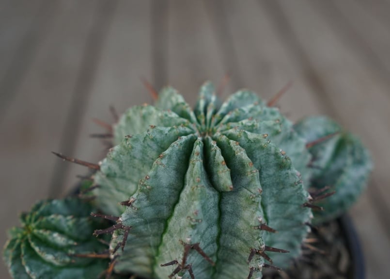 ユーフォルビア ホリダ Euphorbia horrida | mana's green:塊根...