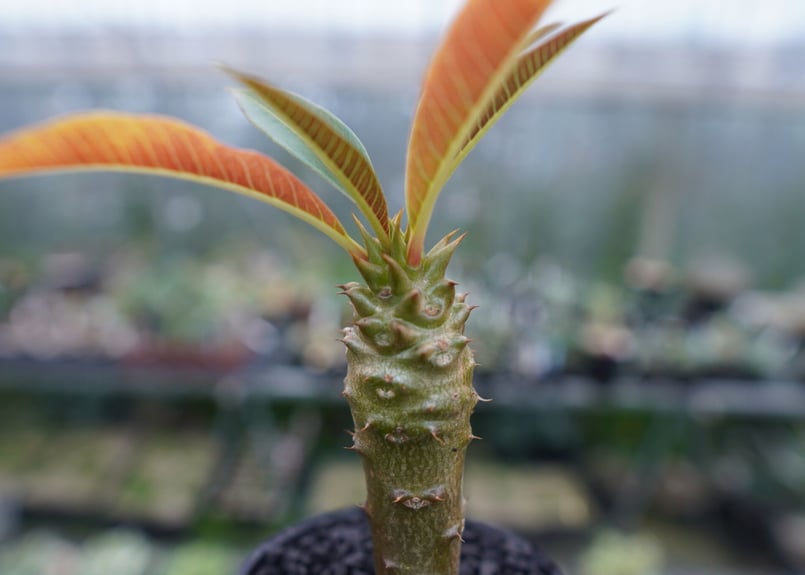パキポディウム バロニー Pachypodium baronii No.1 | mana's