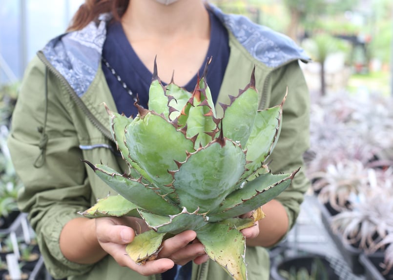 Agave B&B | mana's farm:塊根植物・アガベ・ドライガーデン植物販売