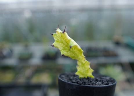 ユーフォルビア　イエローゴースト　Euphorbia lactea Yellow Ghost