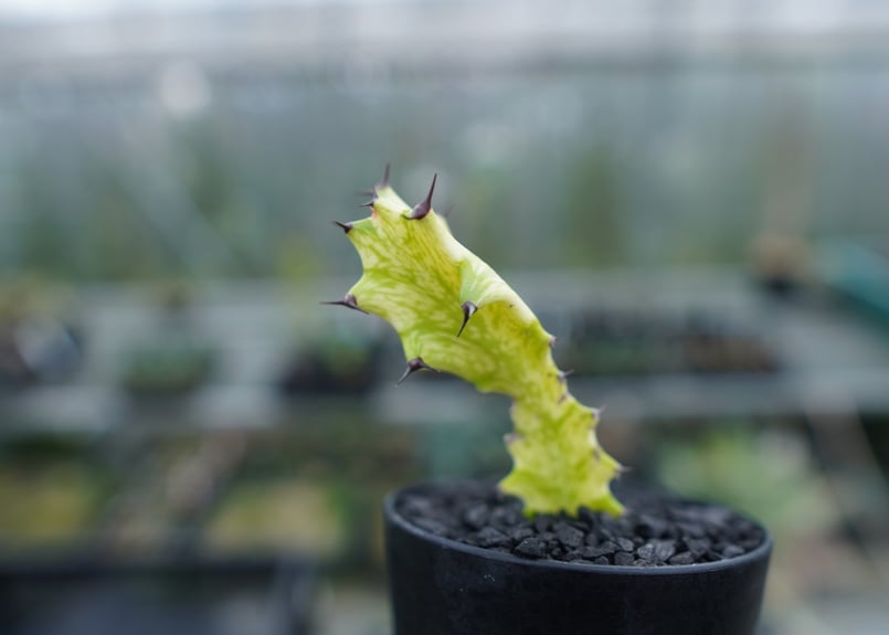ユーフォルビア イエローゴースト Euphorbia lactea Yellow Ghost