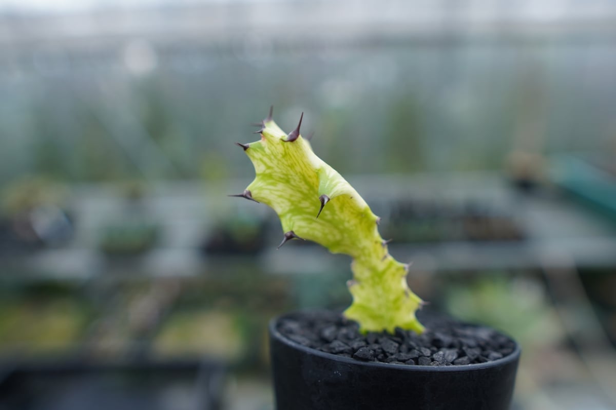 ユーフォルビア イエローゴースト Euphorbia lactea Yellow