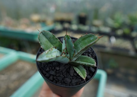アガベ　チタノタ　 ブラックアンドブルー 　Agave titanota black and blue　No.2