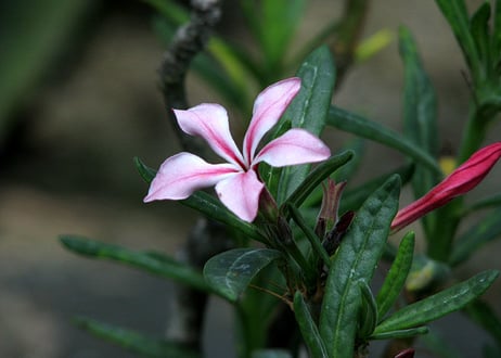 パキポディウム サキュレンタム Pachypodium succulentum