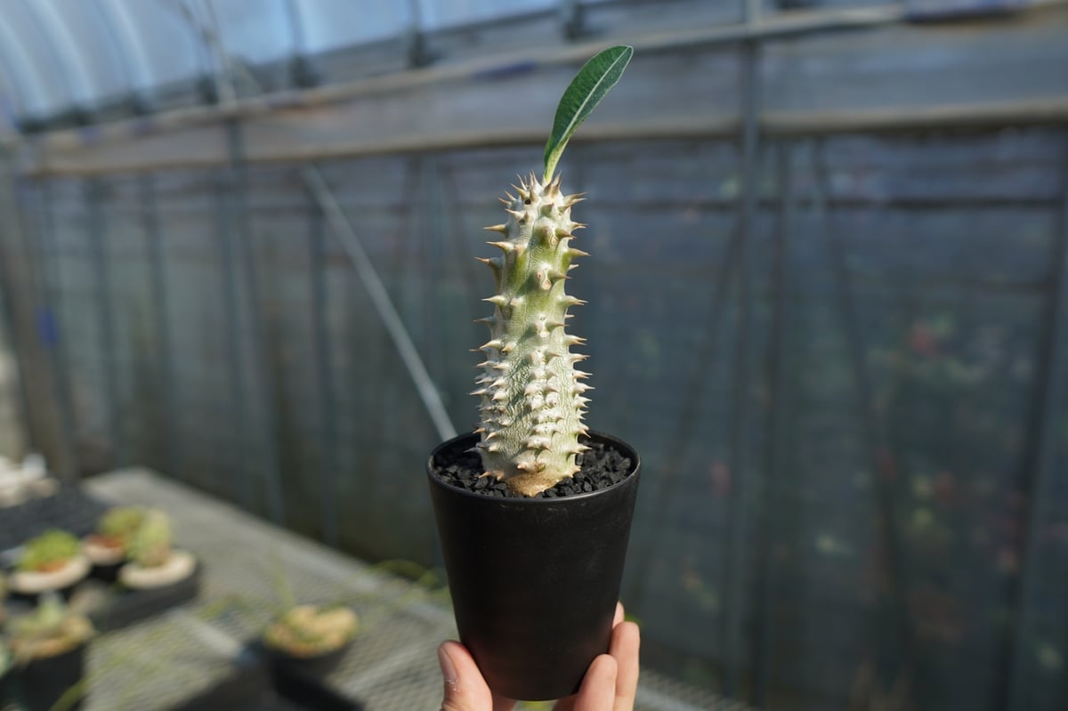 パキポディウム 伊藤ハイブリッド Pachypodium 'Itoh Hybrid' No.