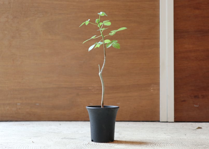 コミフォラ オブロンギフォリア | mana's farm:塊根植物・アガベ