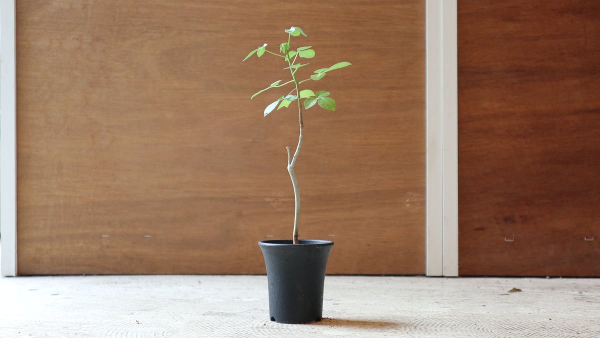 コミフォラオブロンギフォリア fit=scale-down,w=1200