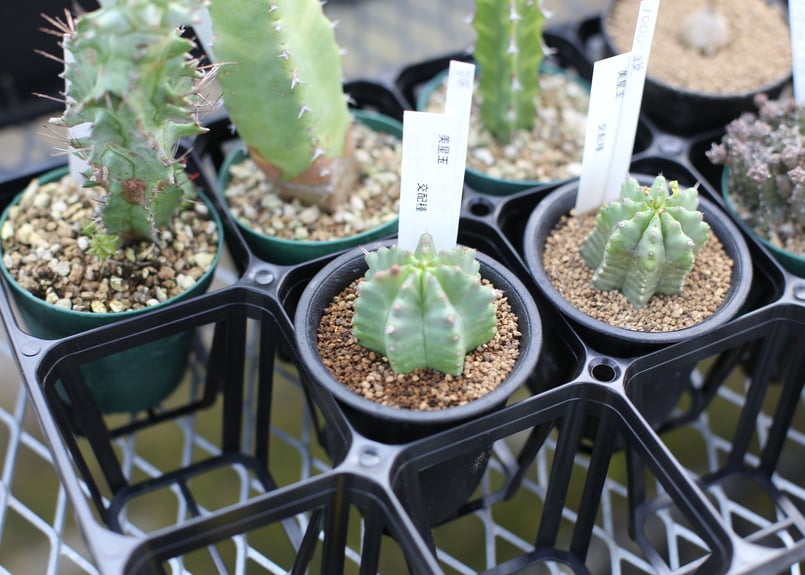 パキコルムス ディスカラー 像の木 実生 | mana's farm:塊根植物