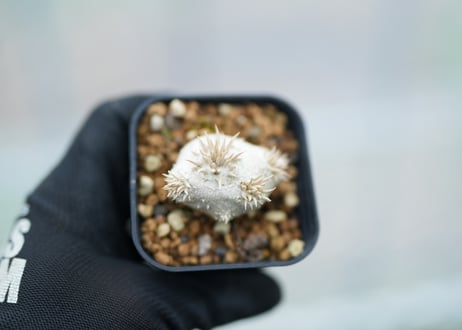 パキポディウム　レウコキサンツム　沖縄実生　No.7