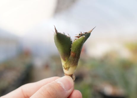 agave titanota FO-76  No.16