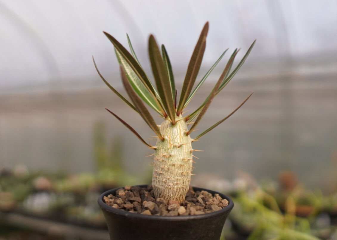 パキポディウム カクチペス NO.1 | mana's farm:塊根植物・アガベ