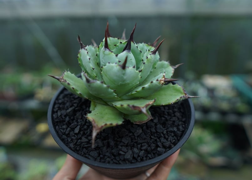 アガベ　マクロアカンサ大株 Yahoo!オークション - σ アガベ マクロアカンサ 選抜大株 Agave