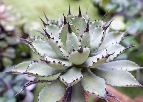 Agave macroacantha x Potatorum　大　超短葉
