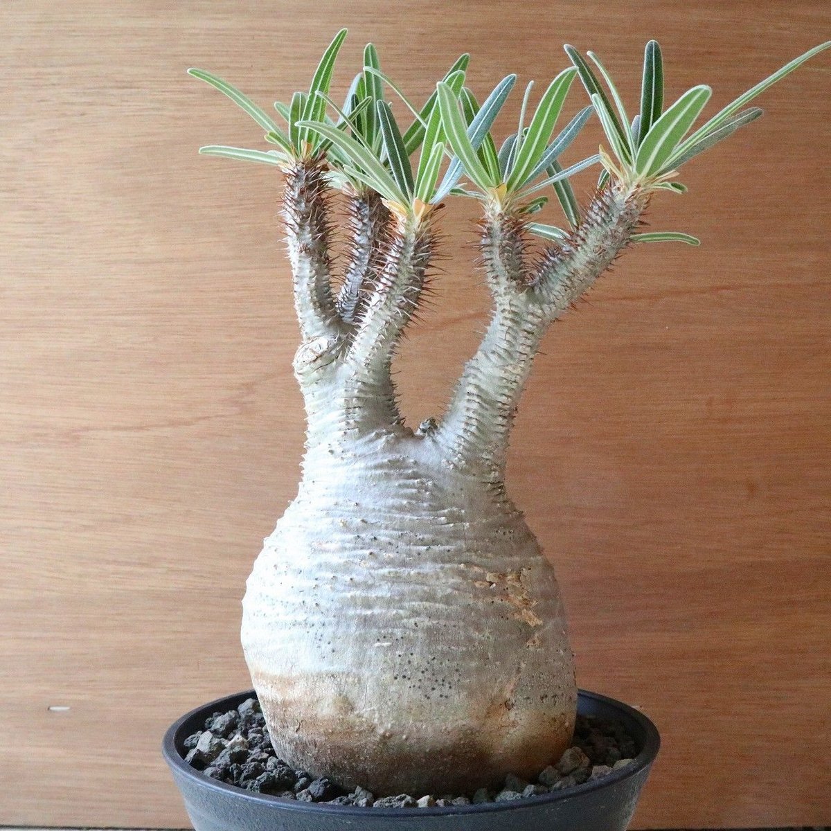 パキポディウム グラキリス no.102 | mana's farm:塊根植物・アガベ