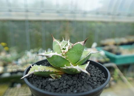アガベ　チタノタ 　Agave titanota No.3