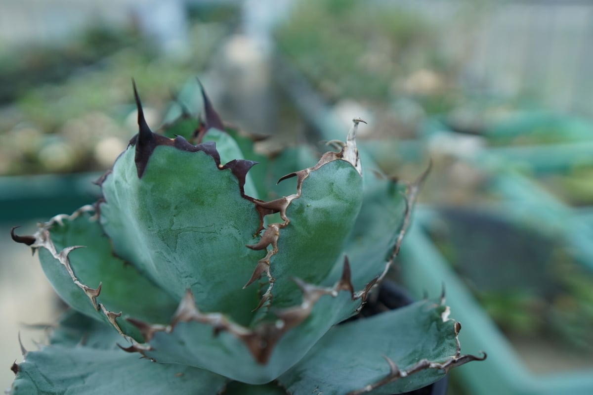 ロック　アガベ アガベ チタノタ ブラックアンドブルー Agave titanota black