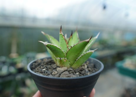 アガベ　チタノタ　剣竜　Agave titanota Kenryu