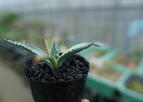 アガベ　屈原の舞扇 Agave 'Kutsugen no Maiougi'   No.2