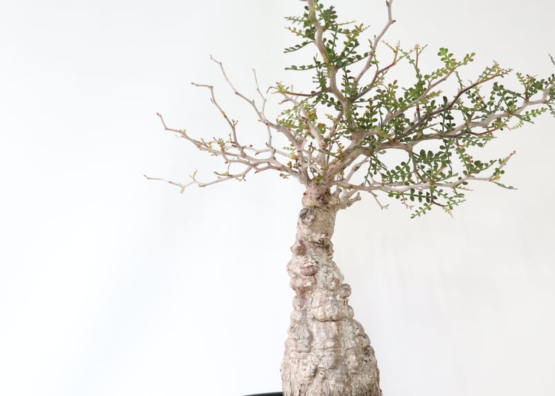 オペルクリカリア デカリー | mana's farm:塊根植物・アガベ・ドライ