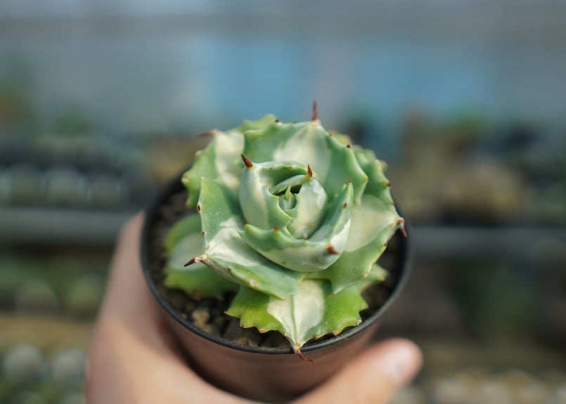 アガベ 王妃雷神錦 白中斑 Agave “Ohi Raijin Nishiki Shirona
