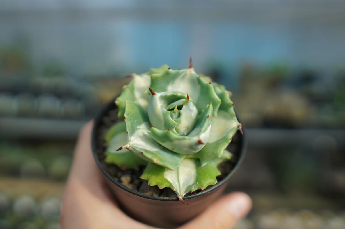 アガベ 王妃雷神錦 白中斑 Agave “Ohi Raijin Nishiki Shirona