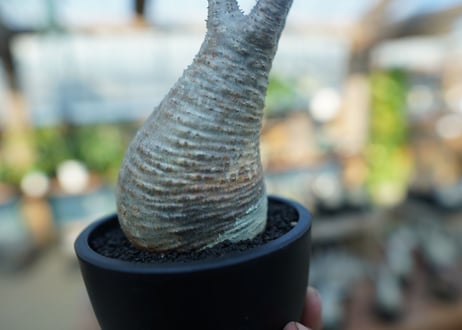 【未発根】パキポディウム　グラキリス　 Pachypodium Gracilius  No.11