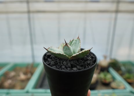 アガベ　チタノタ　ライオンズメーン　Agave titanota Lion's Mane