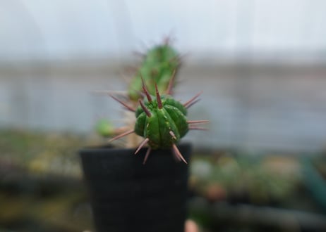ユーフォルビア　フェロックス　Euphorbia ferox